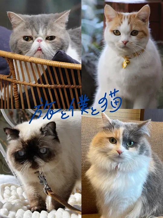 《旅行和我和猫》 (2026) 【日本/剧情】 | 能和猫对话的奇妙治愈之旅 | 猫奴必看的日式慢生活小品